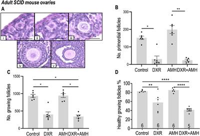 Effect of AMH on primordial follicle populations in mouse ovaries and human pre-pubertal ovarian xenografts during doxorubicin treatment